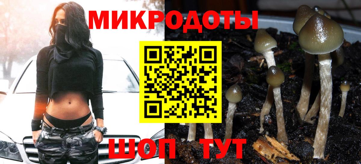 Кингисепп  Галлюциногенные грибы Psilocybe  Вход с VPN 