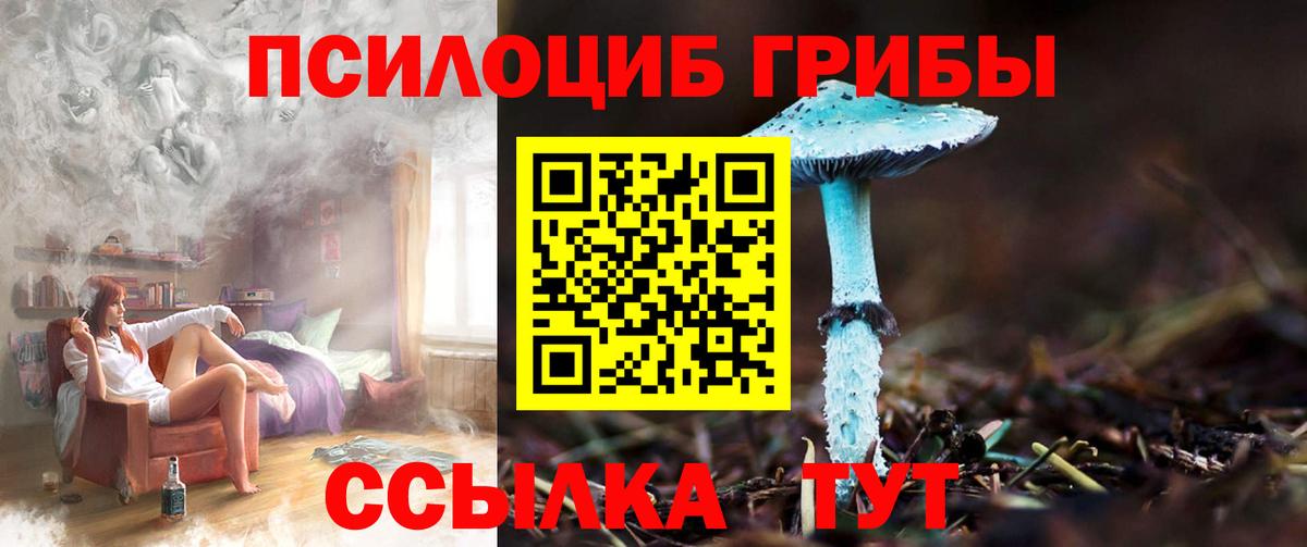 Псилоцибиновые грибы Psilocybine cubensis  Кингисепп 